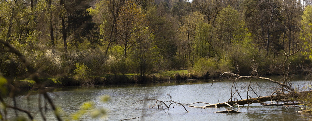 donaumoos