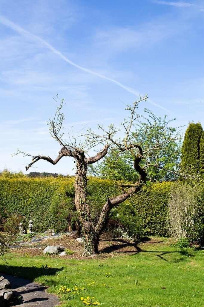 monteur zimmer garten