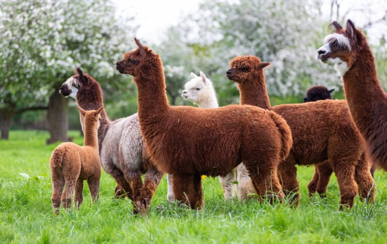 Alpaca herd on a spring meadow, South American mammals