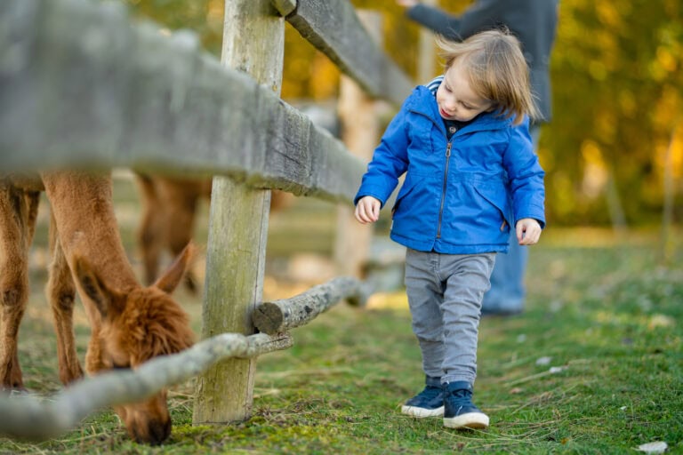Cute toddler boy looking at an alpaca at a farm zoo on autumn day. Children feeding a llama on an animal farm. Kids at a petting zoo at fall.