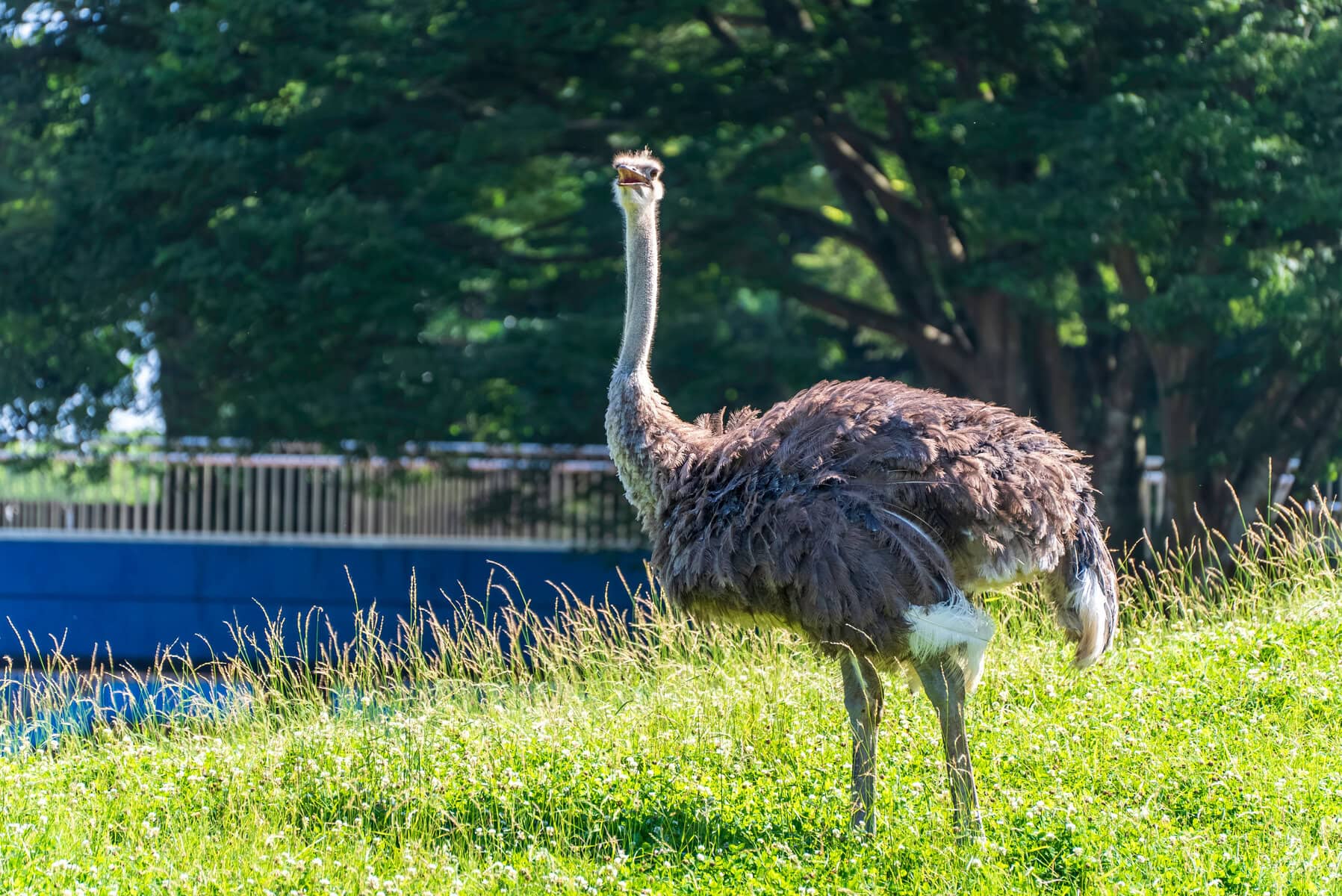 見つめるダチョウ