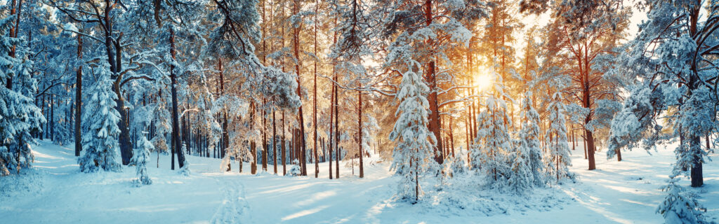 Pine trees covered with snow